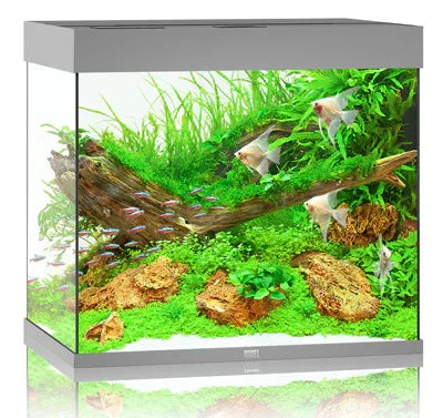Aquarium planté avec poissons tropicaux, roches naturelles et décoration bois