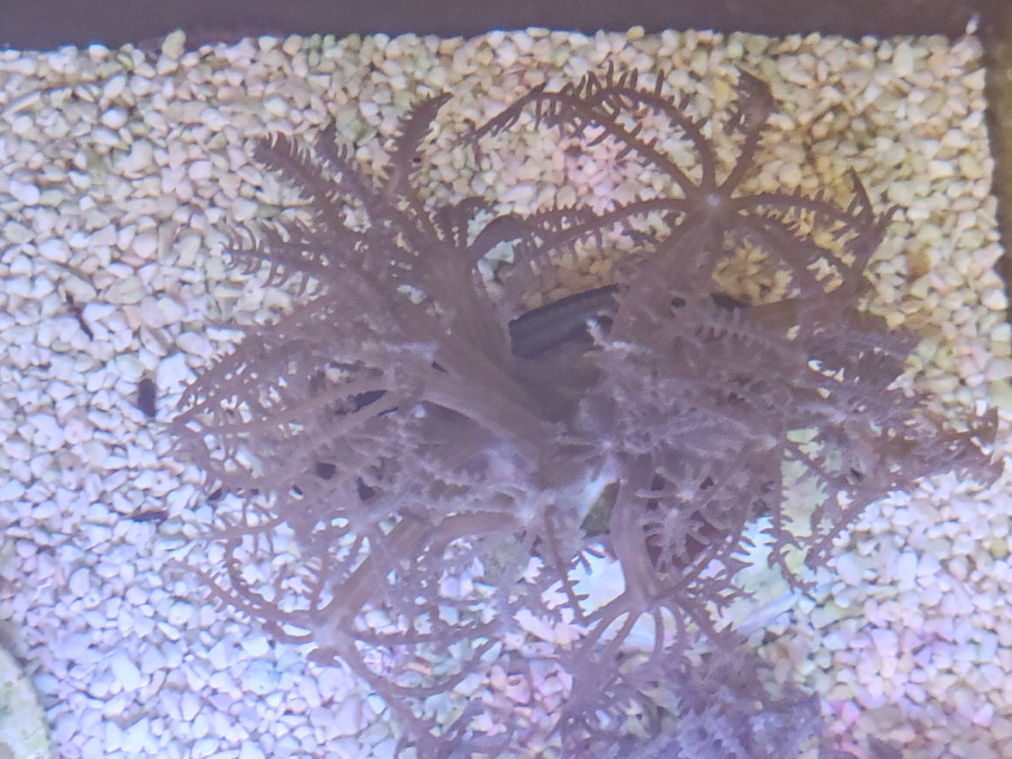 WYSIWYG #01 – Xenia sp. – Pièce unique - Reef & Fish