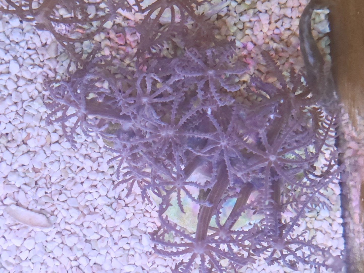 WYSIWYG #02 – Anthelia sp. – Pièce unique - Reef & Fish