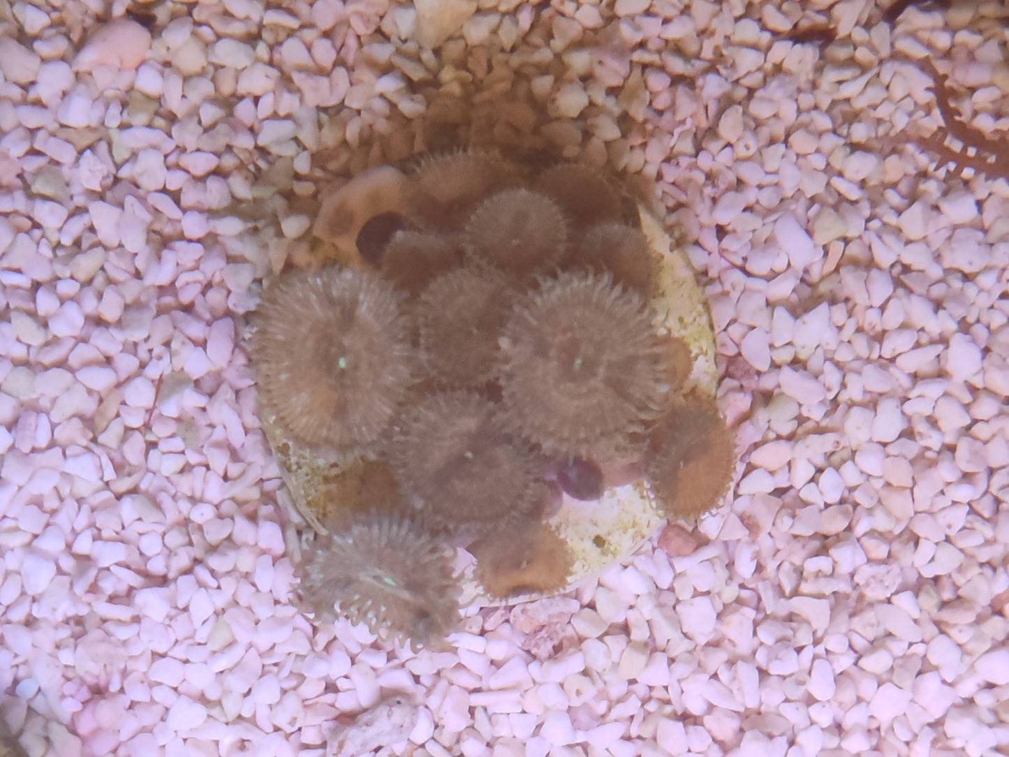 WYSIWYG #03 – Zoanthus sp. – colonie 10+ polypes – Pièce unique - Reef & Fish