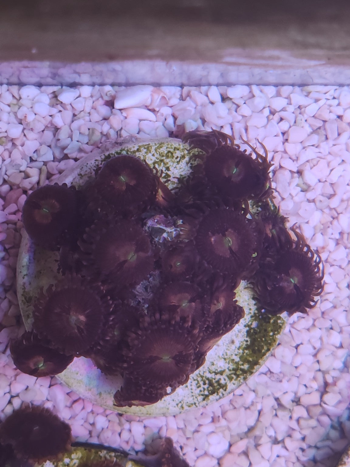 WYSIWYG #06 – Zoanthus sp. centre vert – 20+ polypes – Pièce unique - Reef & Fish