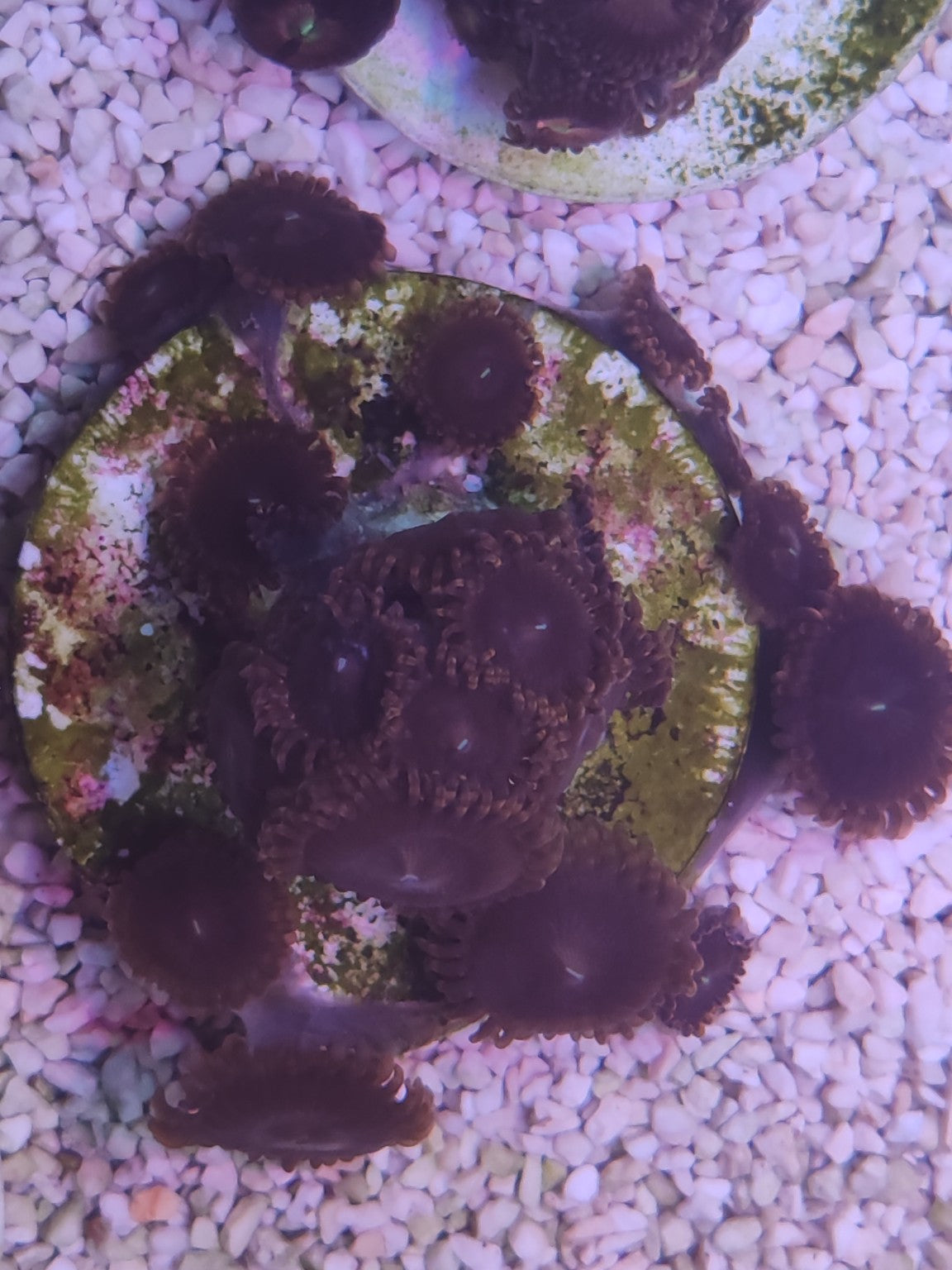 WYSIWYG #07 – Zoanthus/Palythoa sp. – gros polypes – Pièce unique - Reef & Fish