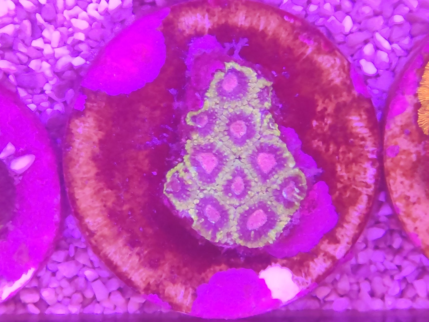 WYSIWYG #15 – Favites/Favia sp. vert/rose – Pièce unique - Reef & Fish