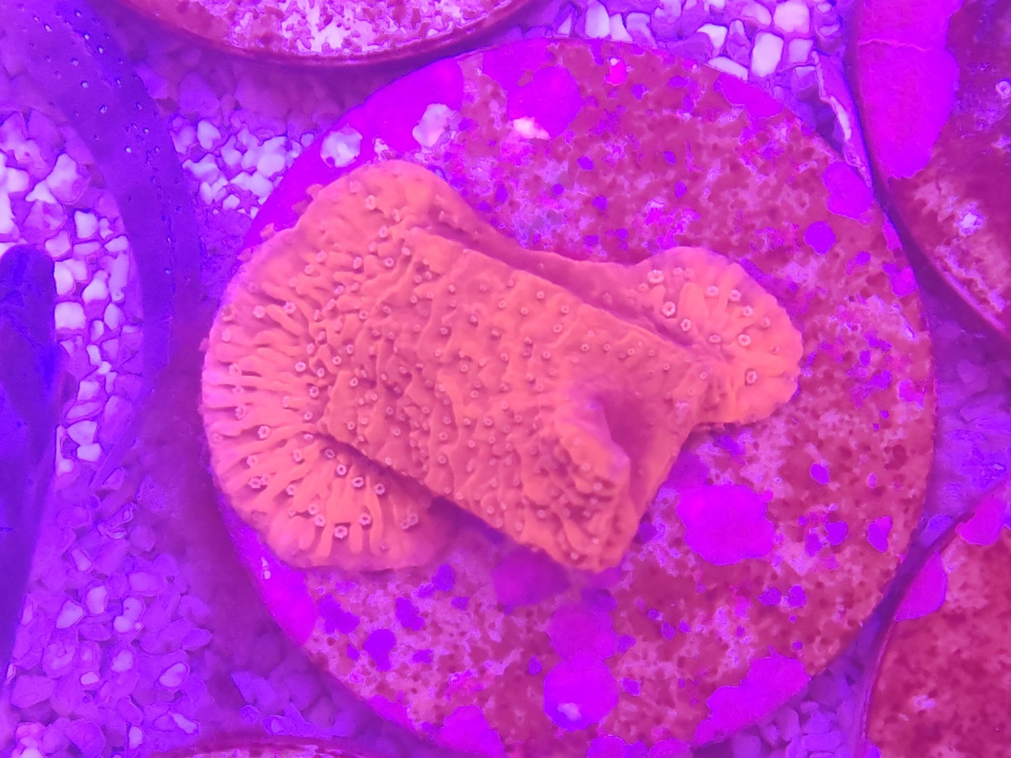 WYSIWYG #22 – Montipora sp. orange/rouge – Pièce unique - Reef & Fish