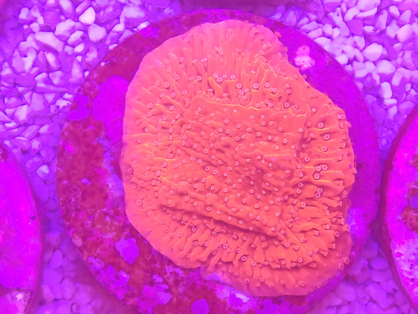 WYSIWYG #24 – Montipora sp. orange fluo – Pièce unique - Reef & Fish