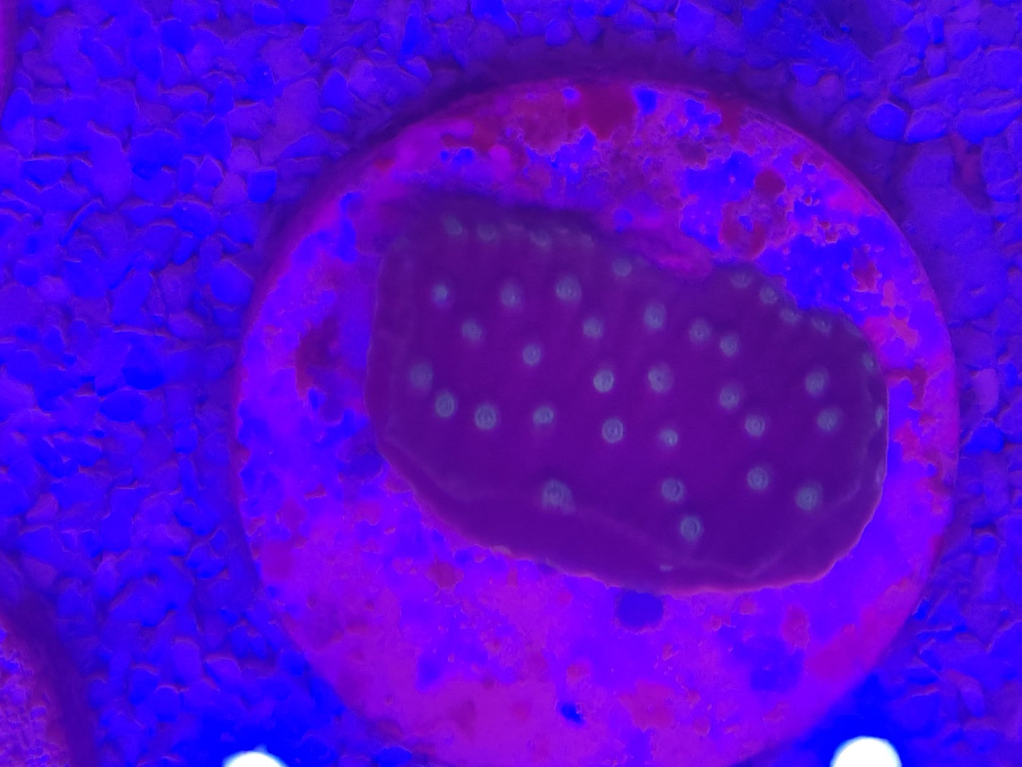 WYSIWYG #29 – Cyphastrea sp. vert fluorescent – Pièce unique - Reef & Fish
