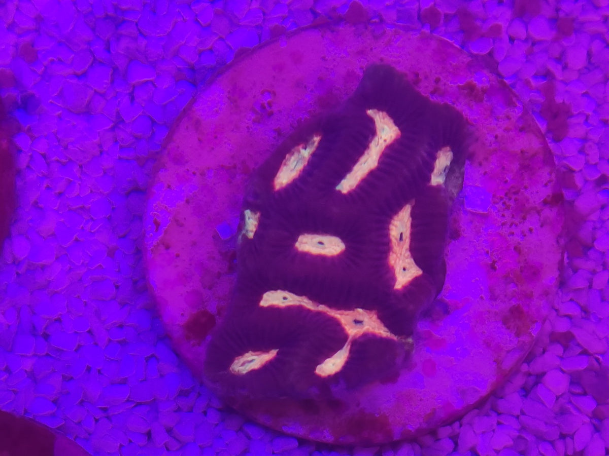 WYSIWYG #54 – Favites/Favia sp. violet – centres orange/crème – Pièce unique - Reef & Fish