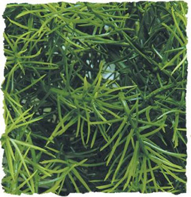 PLANTE CASHUARINA MM - ZM
