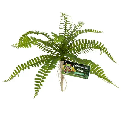Plante aquarium verte avec longues feuilles fines, racines apparentes, étiquette Naturalistic Flora