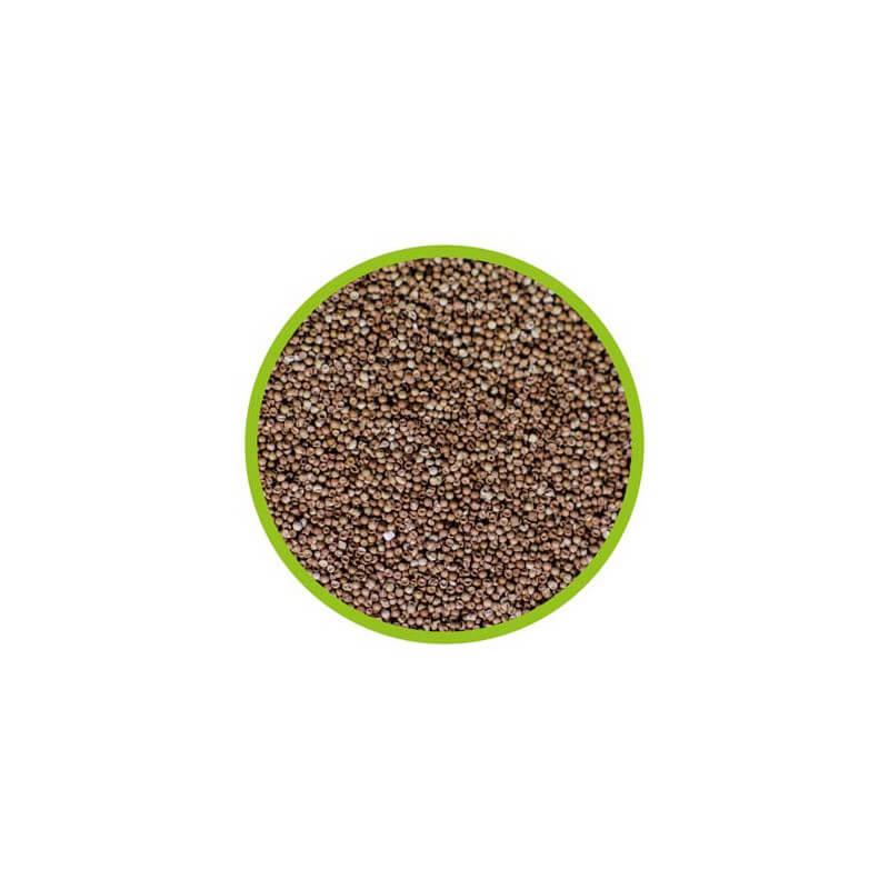 Oeufs Artemia grade A 15ml
