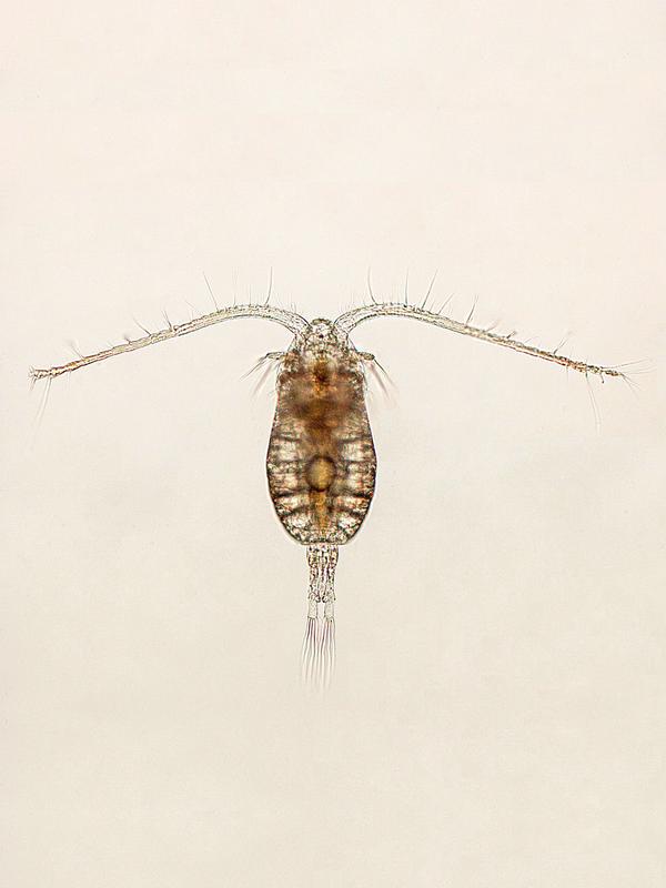 Parvocalanus crassirostris