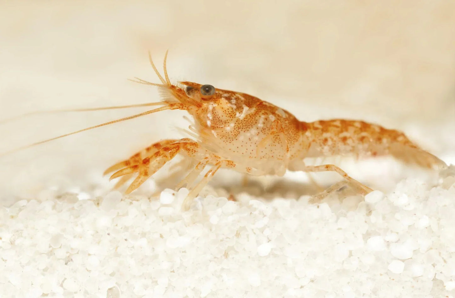 CAMBARELLUS PATZCUARENSIS 2-2.5CM