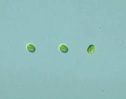 Trois cellules d’algues vertes microscopiques sur fond bleu, nourriture aquarium récifal