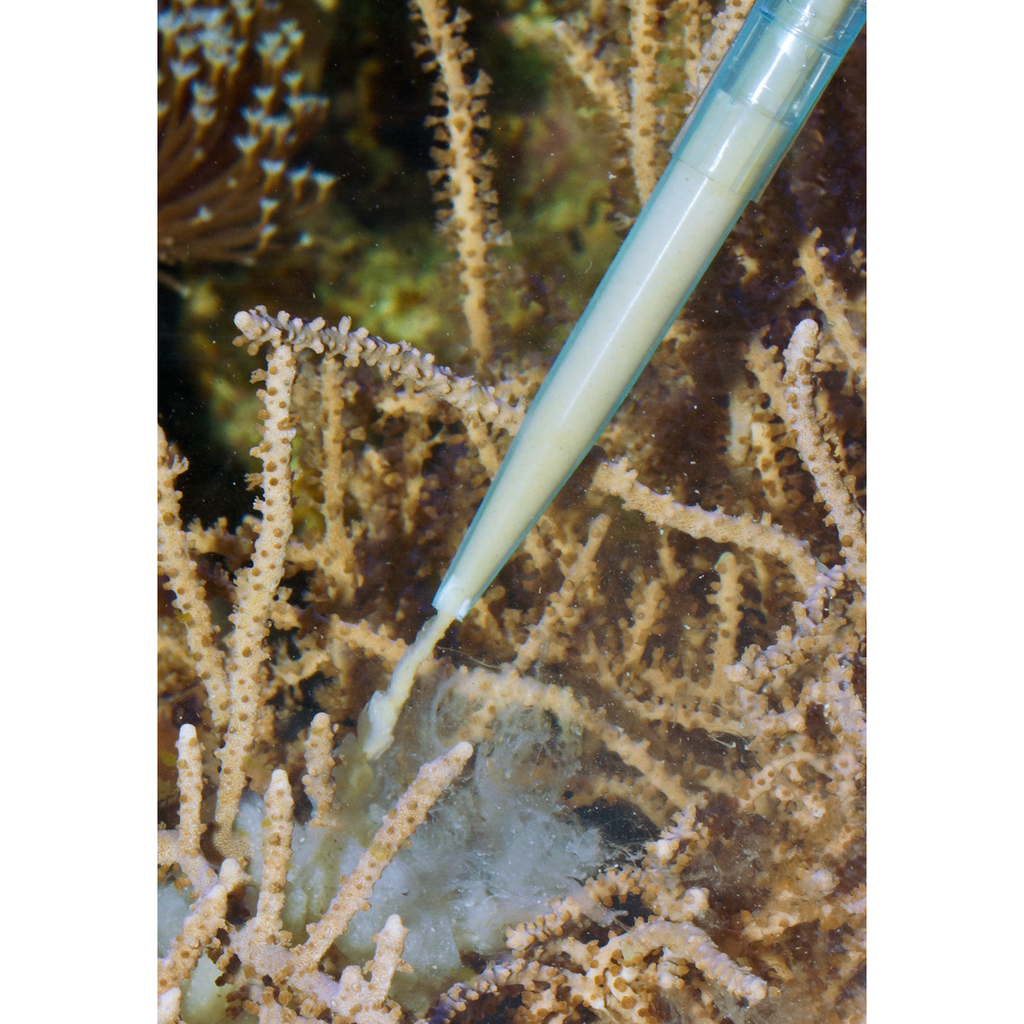 pipette 60 cm Aqua medic