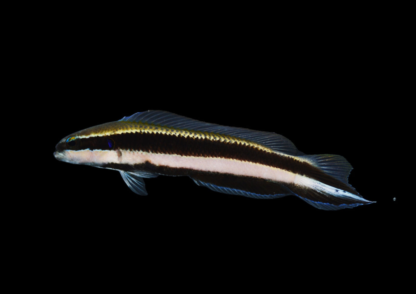 Pseudochromis sankeyi