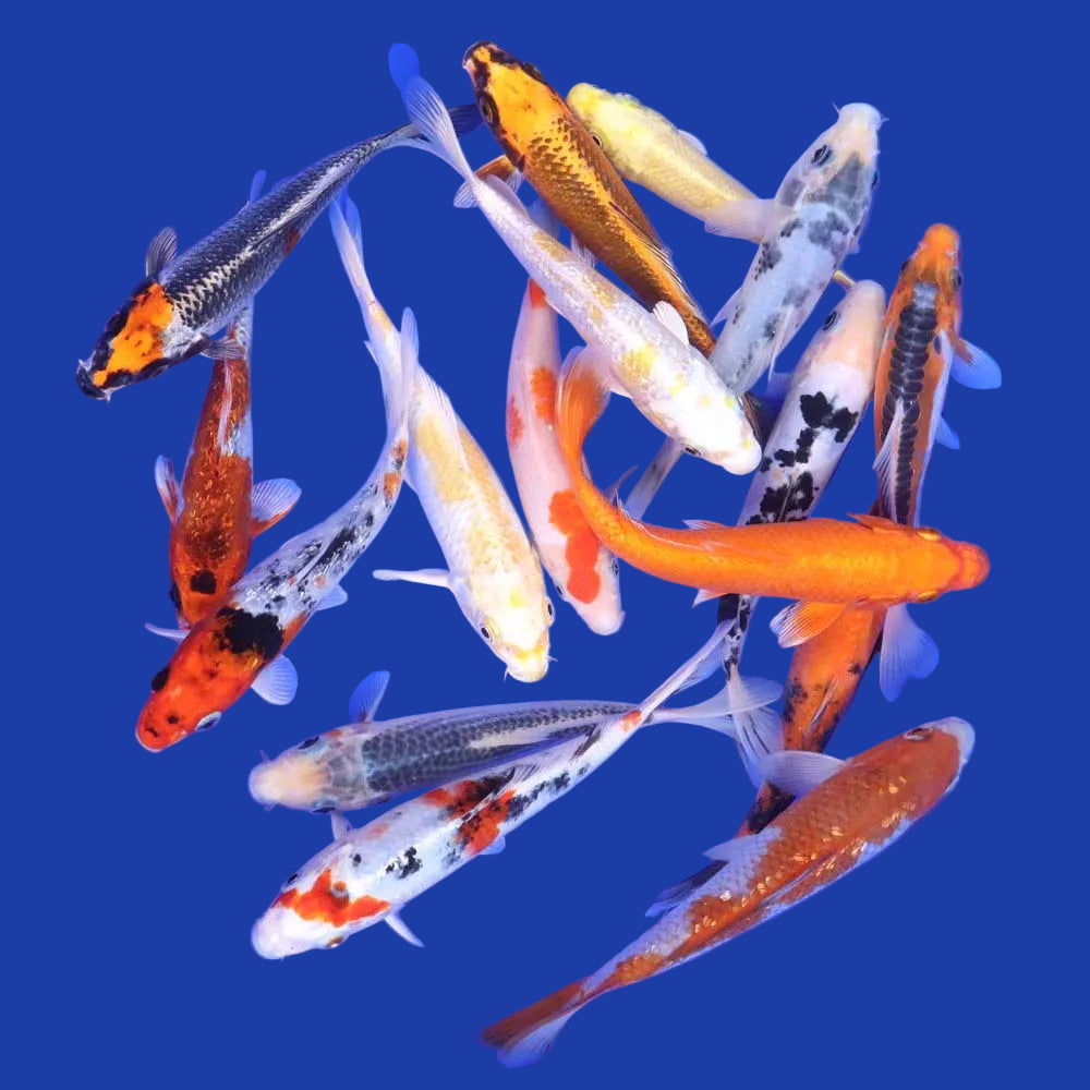 Koi Standard (Cyprinus carpio) SBS