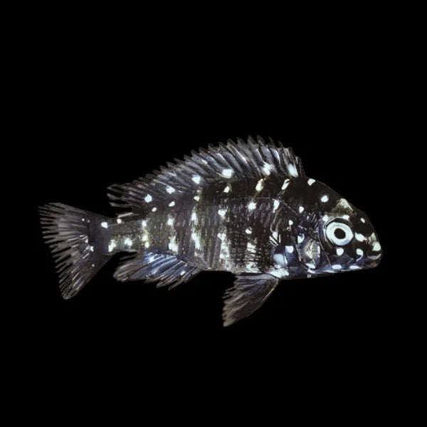 TROPHEUS DUBOISI 3-4CM