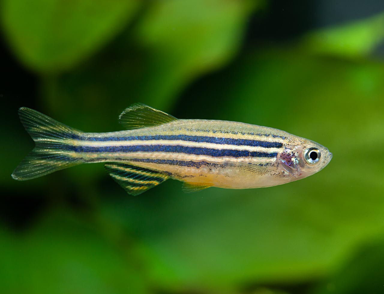 Danio rerio (3-3.5cm) - Taille ML