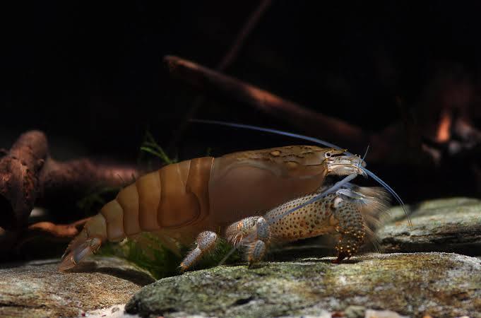 ATYOPSIS GABONENSIS 5-7CM