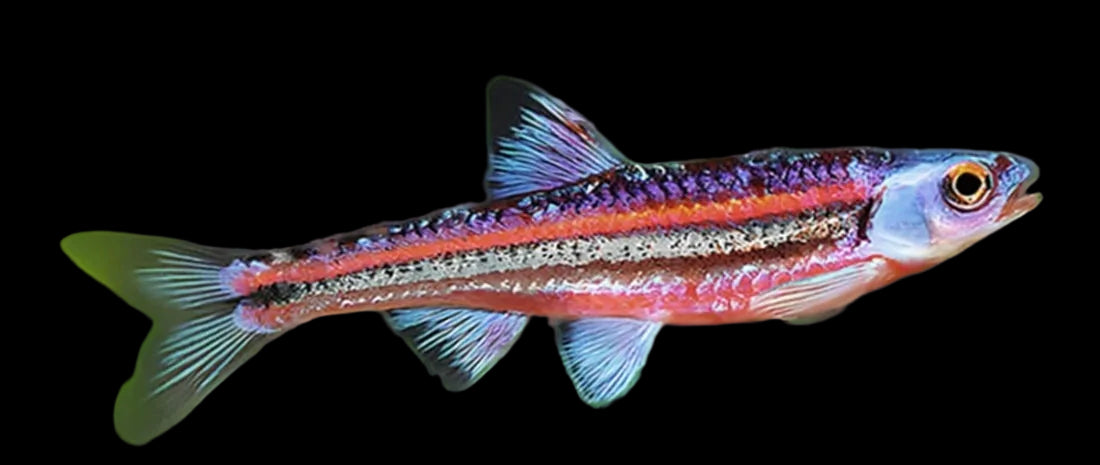 NOTROPIS CHROSOMUS 3-4CM
