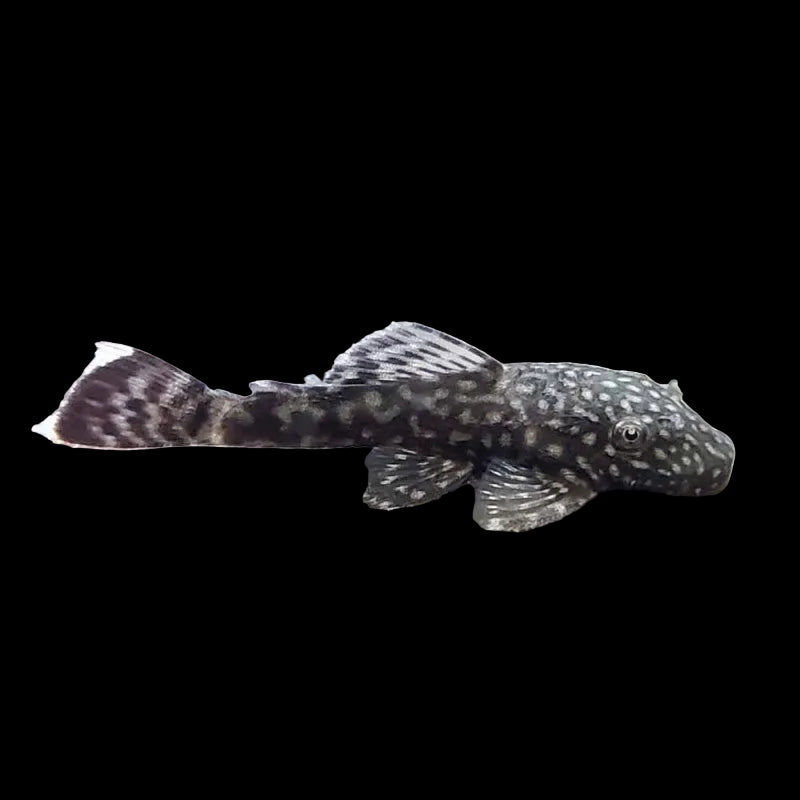 ANCISTRUS SP.4-5CM