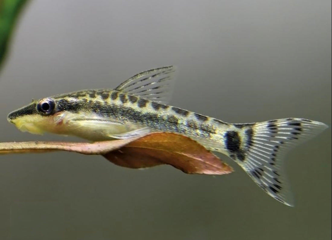 OTOCINCLUS AFFINIS 2-2.5CM