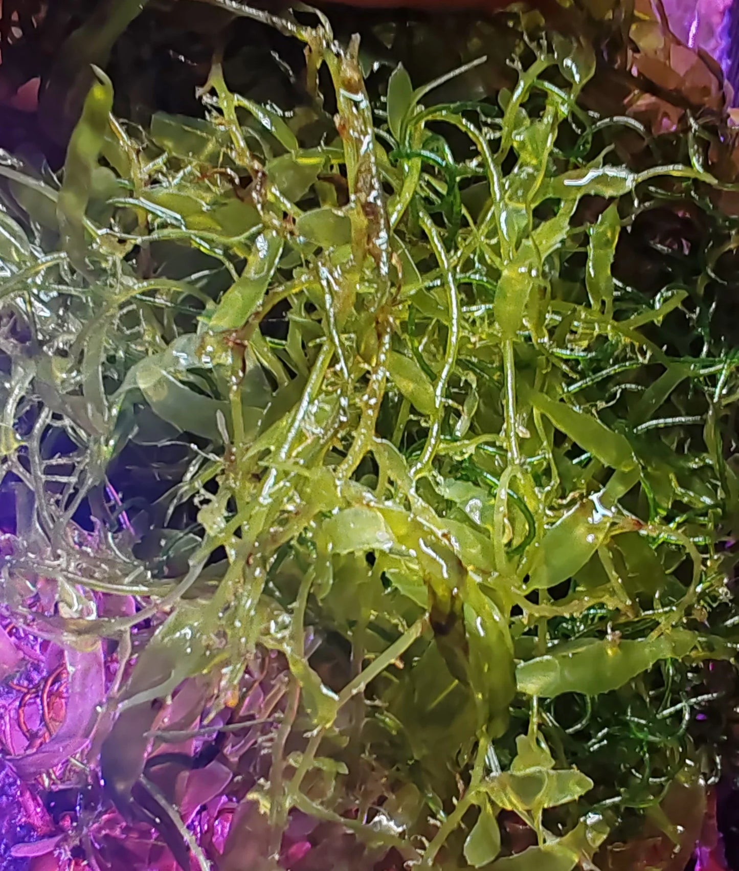 Algues vertes fraîches pour aquarium récifal ou eau douce sous éclairage violet, plantes aquatiques