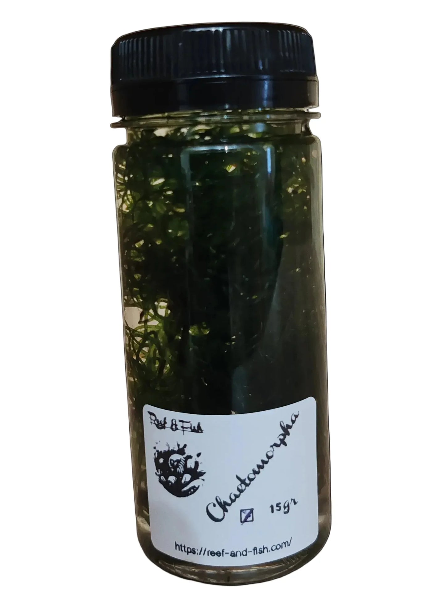 Chactomorpha algae in glass jar, 15gr for reef aquariums, live aquatic plant