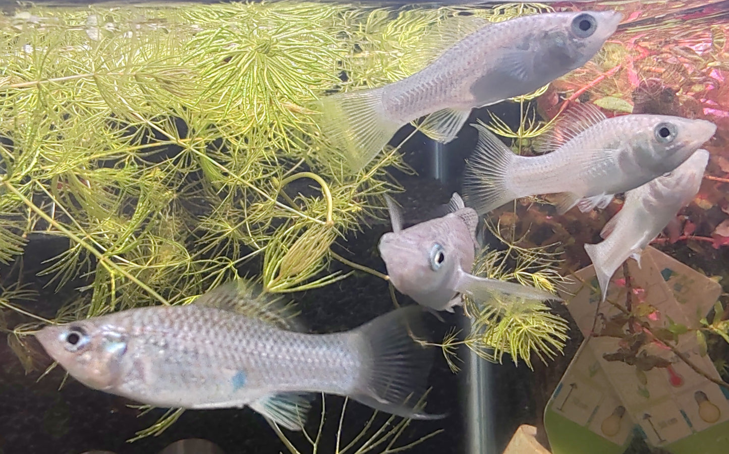 POECILIA VELIFERA SILVER LYRETAIL 4-5CM