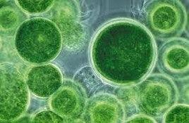 Vue rapprochée de microalgues vertes, alimentation vivante pour aquarium d’eau douce ou récifal