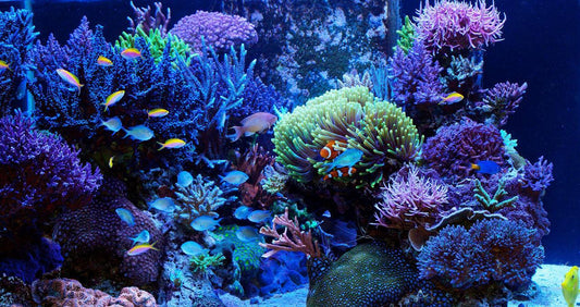Aquarium récifal coloré avec coraux vivants et poissons tropicaux.