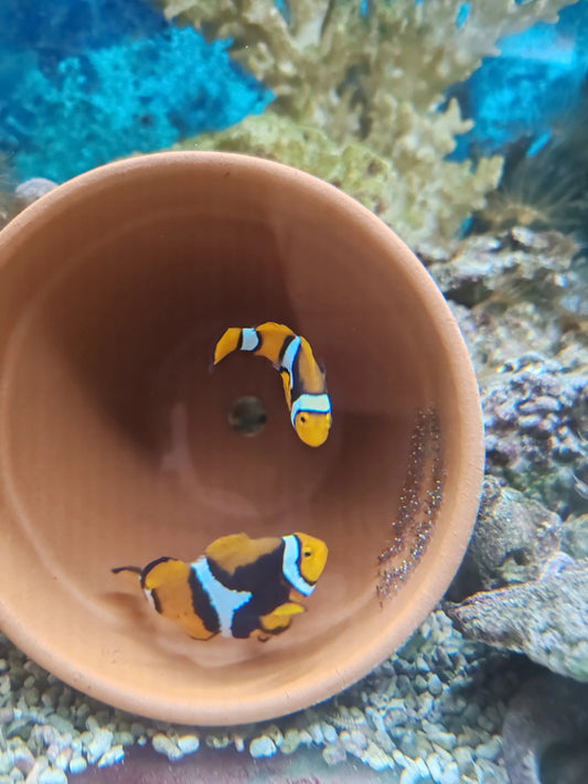 Poissons clown dans un aquarium récifal, pot de reproduction, coraux décoratifs en arrière-plan