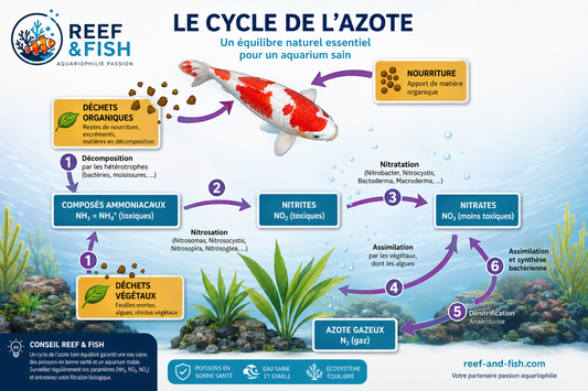 Cycle d'azote