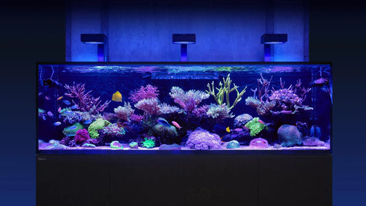 Aquarium récifal avec coraux colorés, poissons exotiques et éclairage bleu décoratif