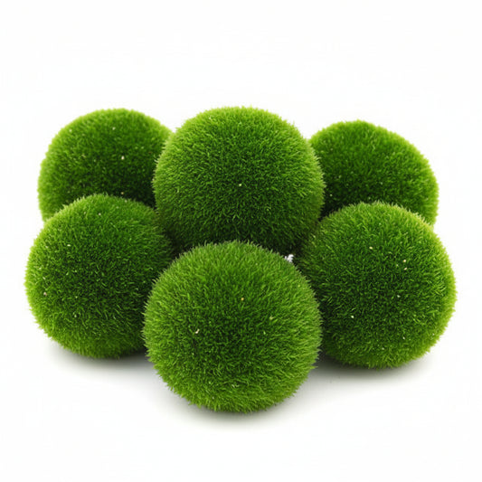 Cladophora Ss 6 Morceaux