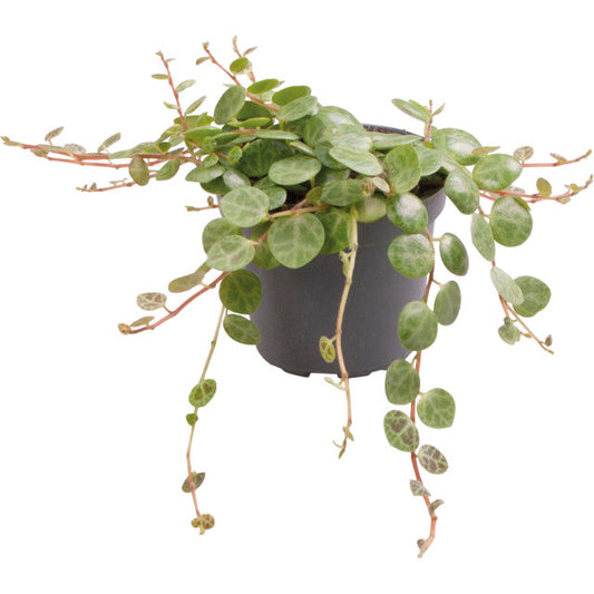 Pt-Peperomia Prostrata