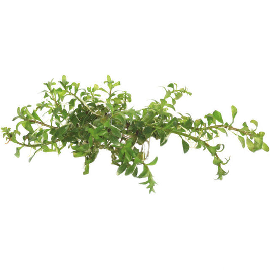Easy Grow 71 Ludwigia Inclinata Cuba