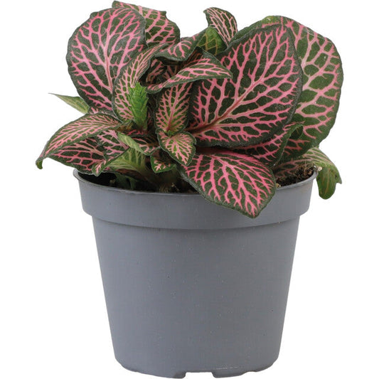 Pt-Fittonia Pink Specik