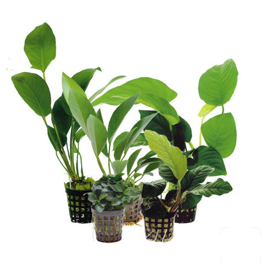 Anubias Mixed