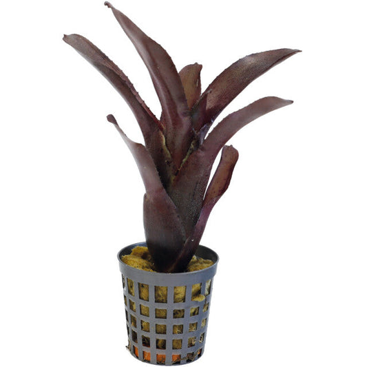 Pt-Neoregelia Amazon