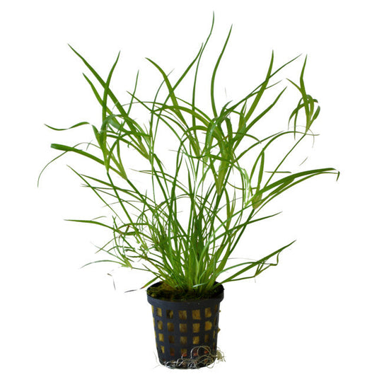 Juncus Repens