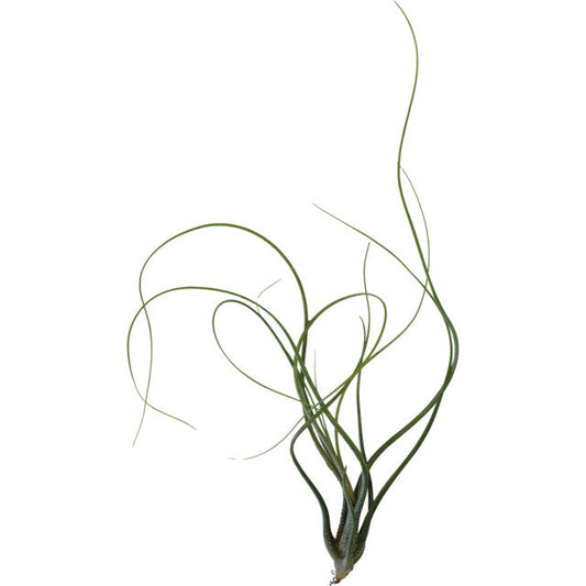 Pt-Tillandsia Butzii