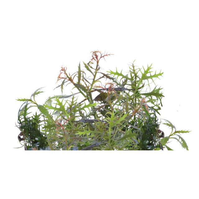 Easy Grow 93 Proserpinaca Palustris