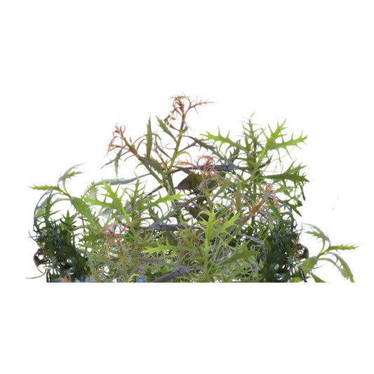 Easy Grow 93 Proserpinaca Palustris