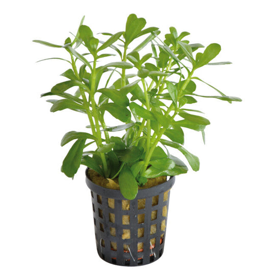 Bacopa Monnieri Compacta