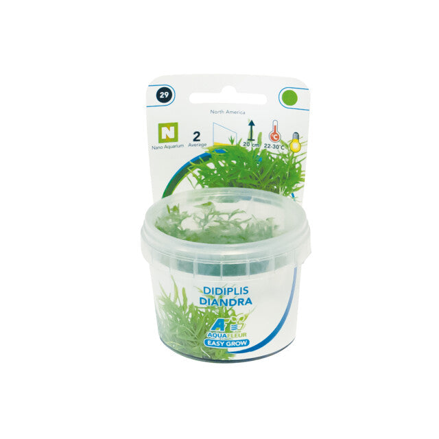 Easy Grow 29 Didiplis Diandra
