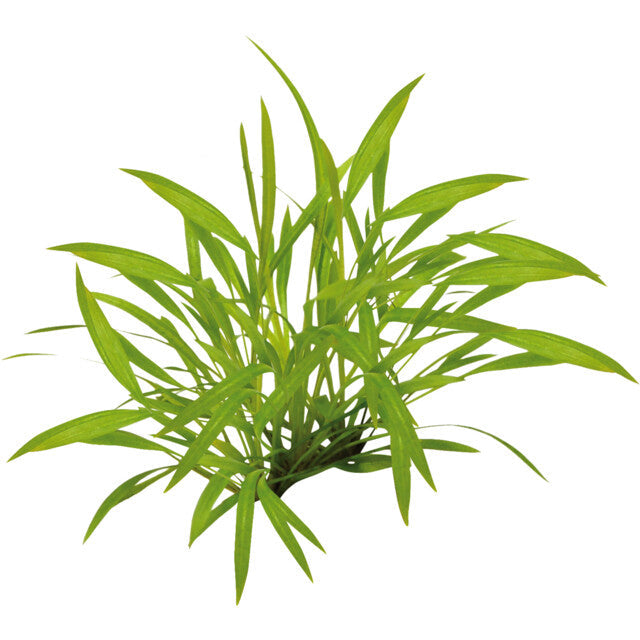 Easy Grow 35 Helanthium Tenellum