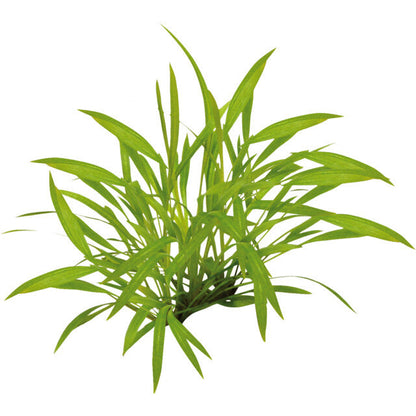 Easy Grow 35 Helanthium Tenellum
