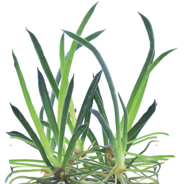 Easy Grow 65 Littorella Uniflora