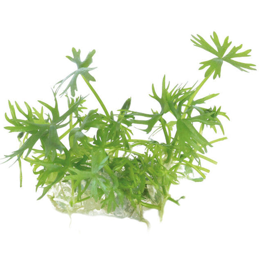 Easy Grow 95 Ranunculus Inundatus